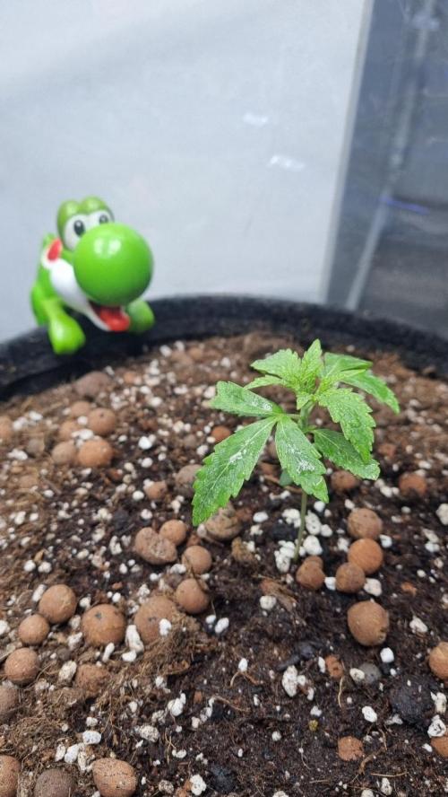 Banana Guava. Week 2