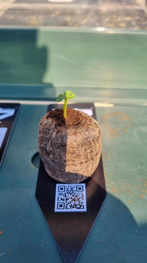 Mendo Guava Automatic. Week 1
