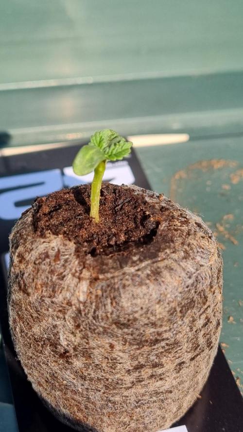 Mendo Guava Automatic. Week 1