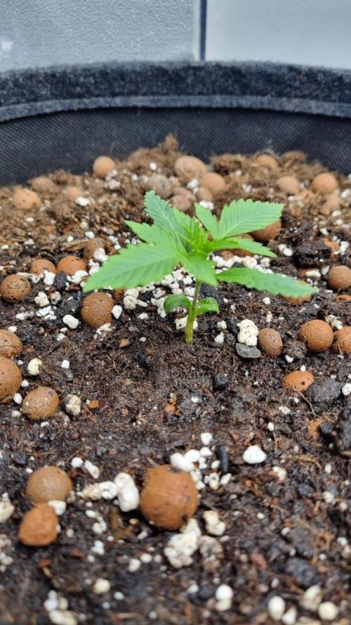 Mendo Guava Automatic. Week 2