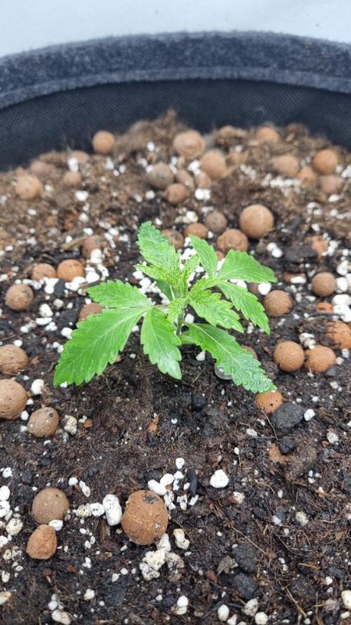 Mendo Guava Automatic. Week 2