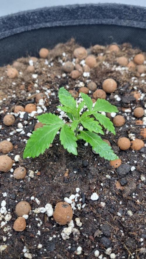 Mendo Guava Automatic. Week 2