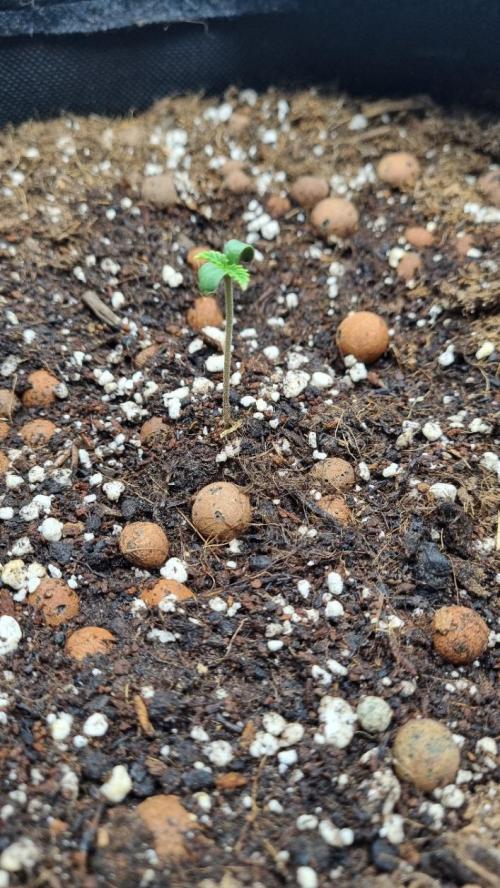 Guava Runtz Automatic. Week 1