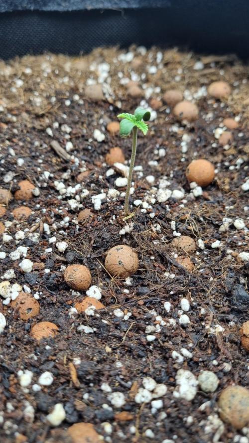 Guava Runtz Automatic. Week 1