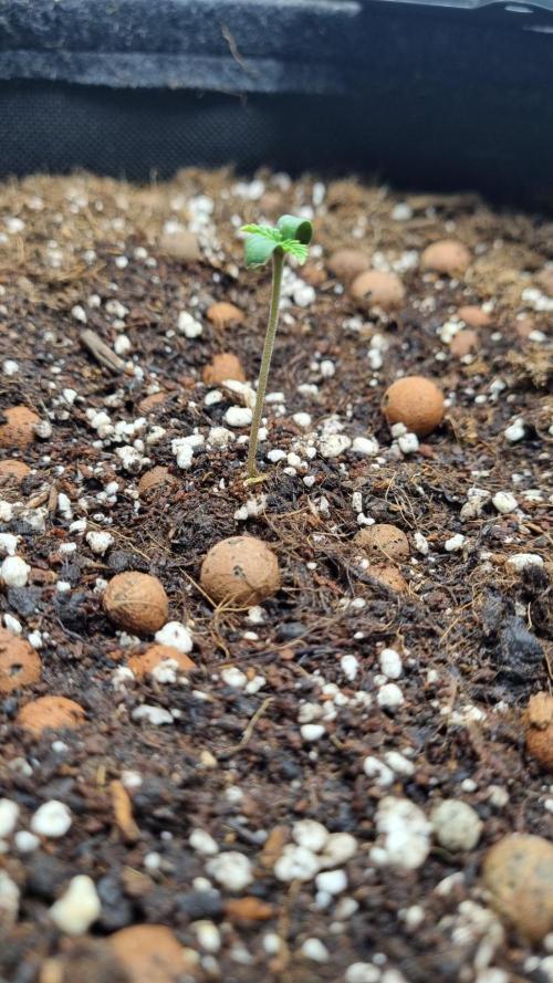 Guava Runtz Automatic. Week 1