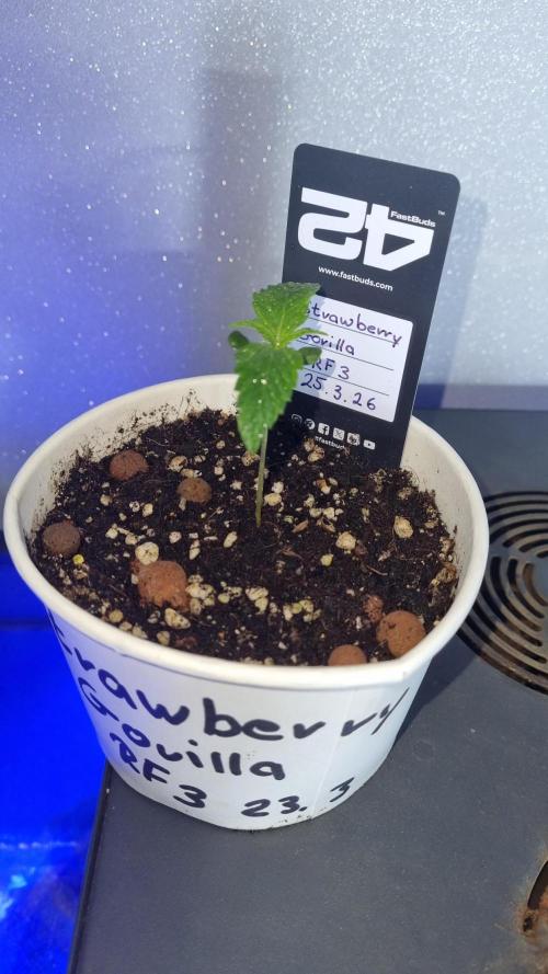 Strawberry Gorilla RF3 AUTOMATIC. Week 1