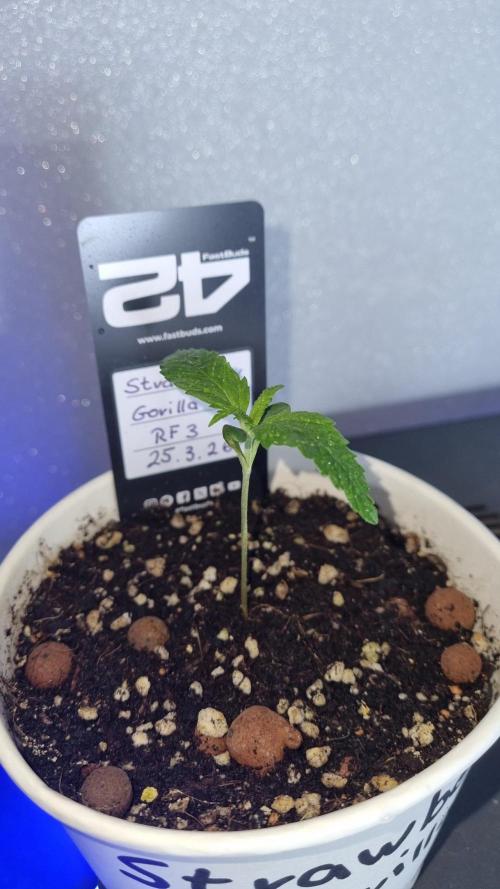 Strawberry Gorilla RF3 AUTOMATIC. Week 1