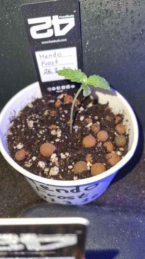 Mendo Frost Automatic. Week 1
