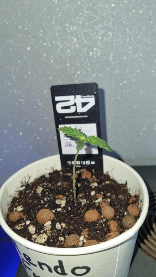 Mendo Frost Automatic. Week 1
