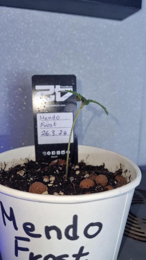 Mendo Frost Automatic. Week 1