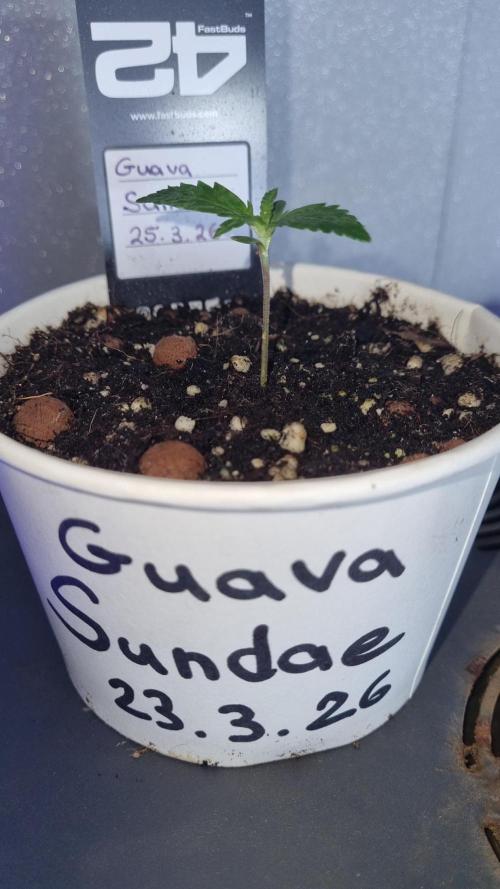 Guava Sundae Automatic. Week 1