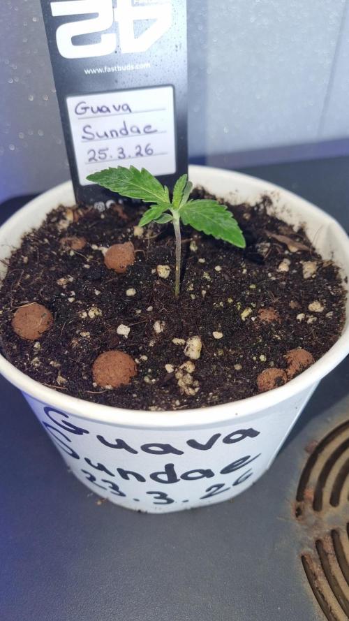 Guava Sundae Automatic. Week 1
