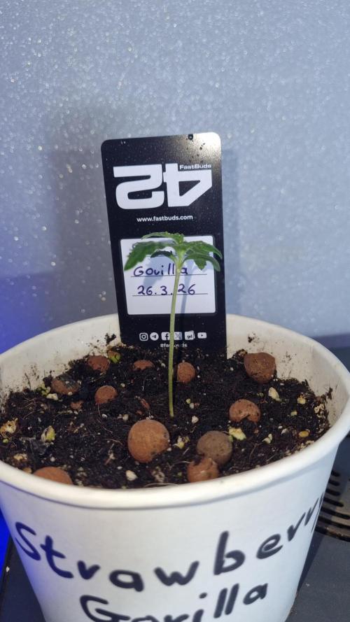 Strawberry Gorilla Automatic Fastbuds. Week 1