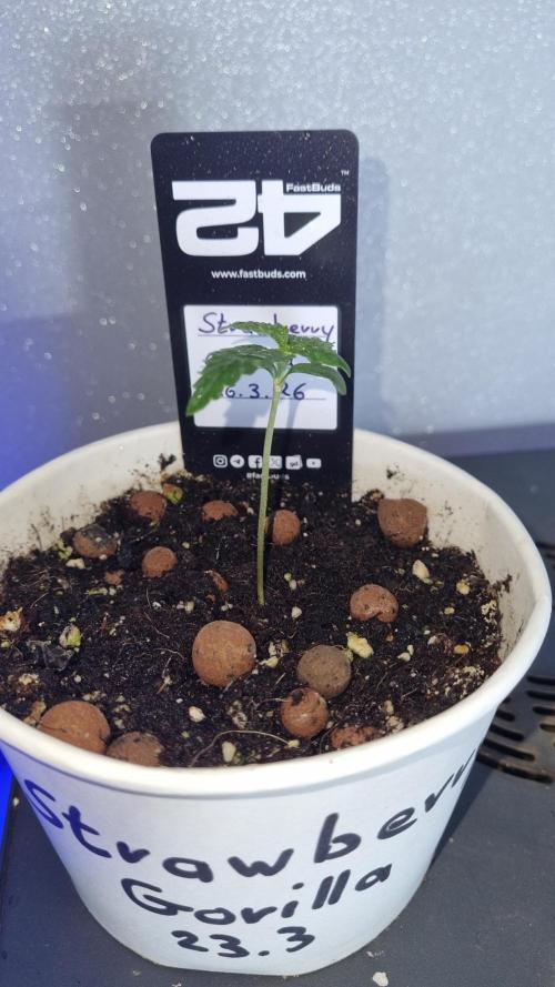 Strawberry Gorilla Automatic Fastbuds. Week 1
