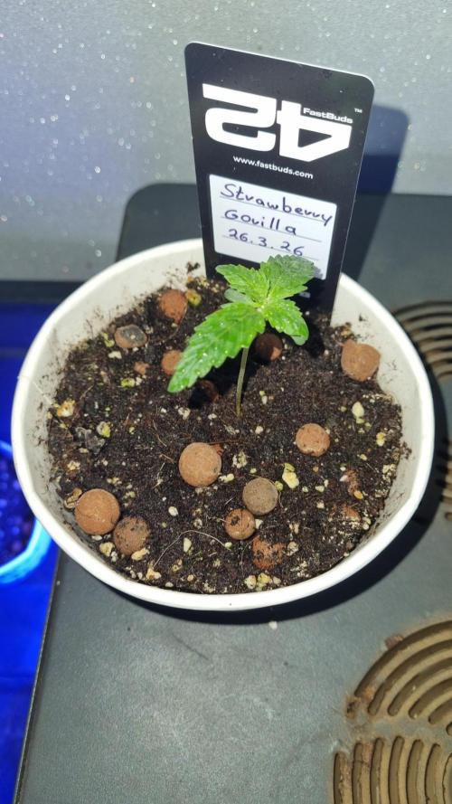 Strawberry Gorilla Automatic Fastbuds. Week 1