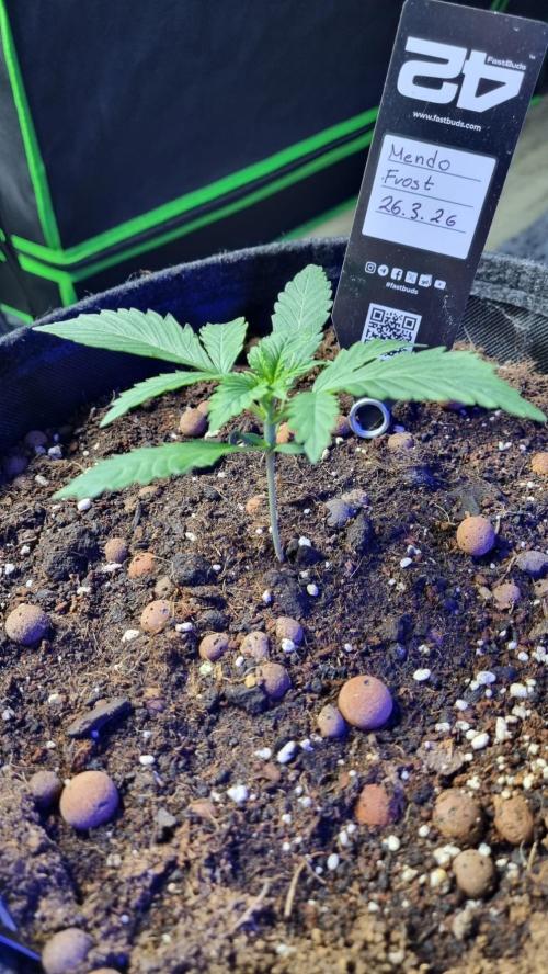 Mendo Frost Automatic. Week 2