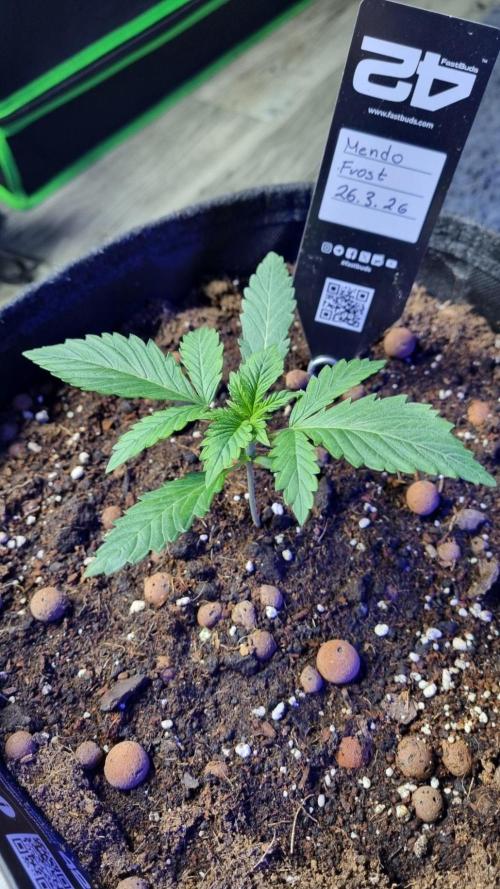Mendo Frost Automatic. Week 2