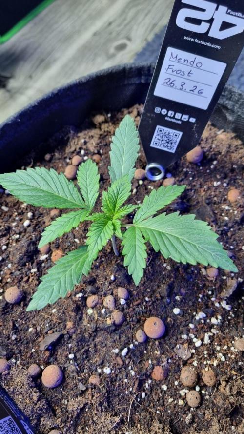 Mendo Frost Automatic. Week 2