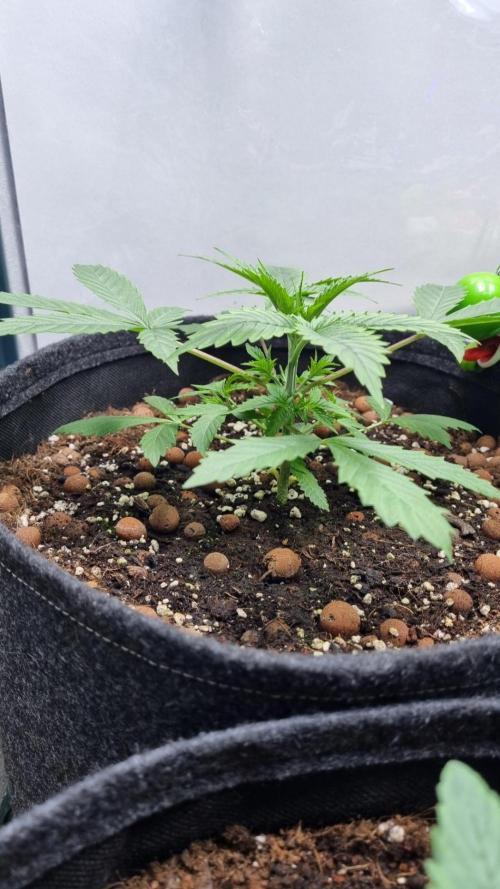 Mendo Guava Automatic. Week 3