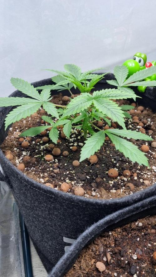 Mendo Guava Automatic. Week 3