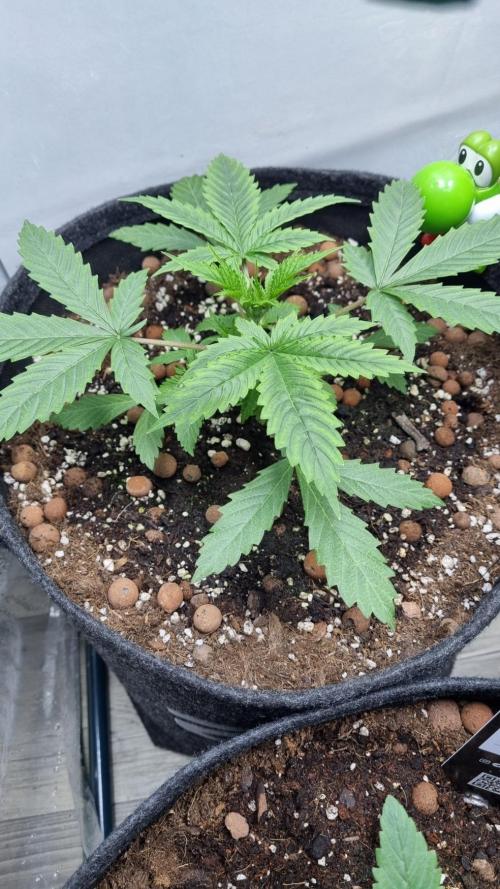 Mendo Guava Automatic. Week 3