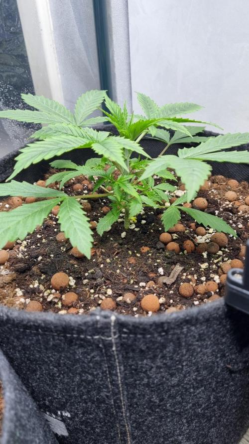 Mendo Guava Automatic. Week 3
