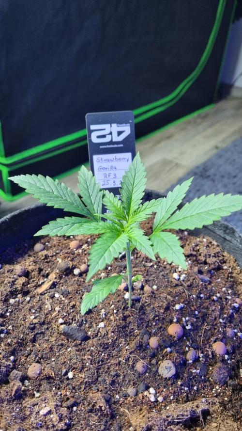 Strawberry Gorilla RF3 AUTOMATIC. Week 2