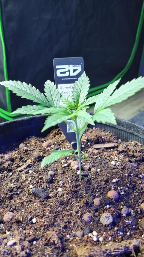 Strawberry Gorilla RF3 AUTOMATIC. Week 2