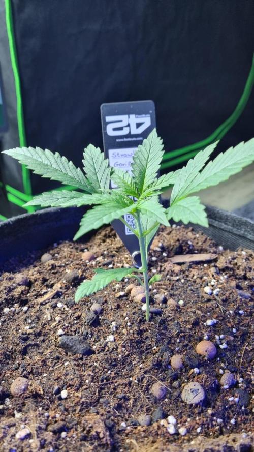 Strawberry Gorilla RF3 AUTOMATIC. Week 2