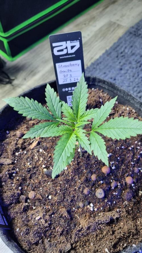 Strawberry Gorilla RF3 AUTOMATIC. Week 2