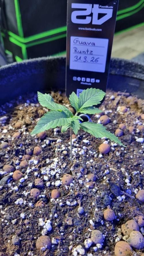 Guava Runtz Automatic. Week 2