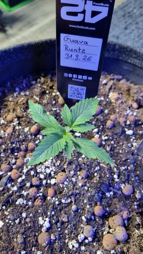 Guava Runtz Automatic. Week 2