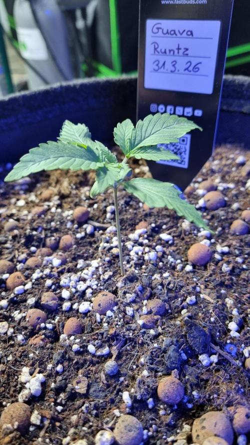 Guava Runtz Automatic. Week 2