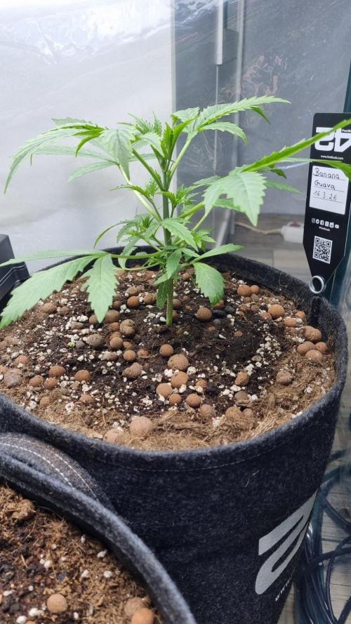Banana Guava. Week 3
