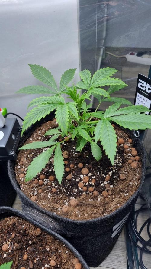 Banana Guava. Week 3