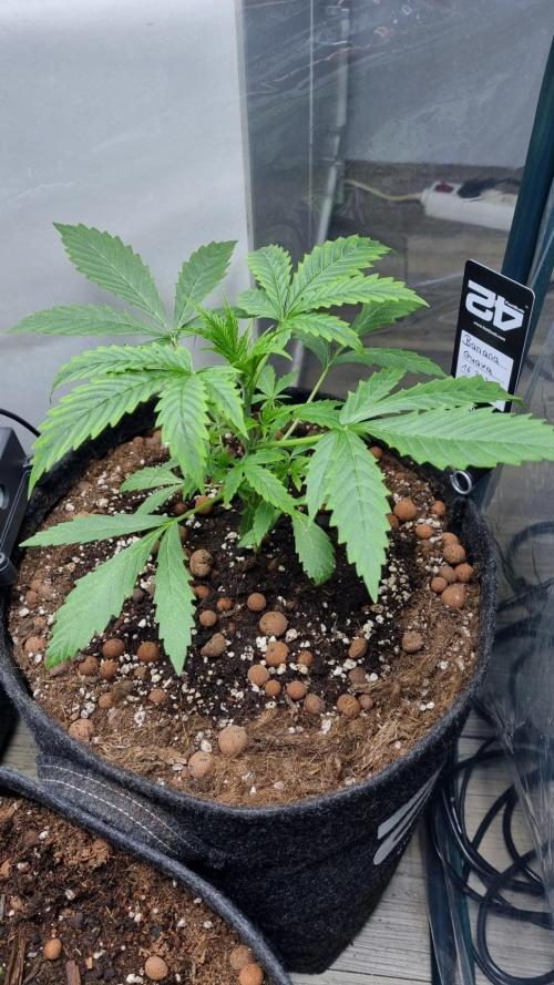 Banana Guava. Week 3