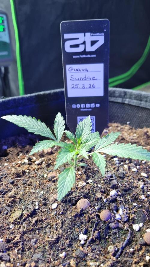 Guava Sundae Automatic. Week 2