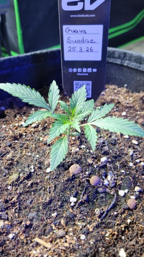 Guava Sundae Automatic. Week 2