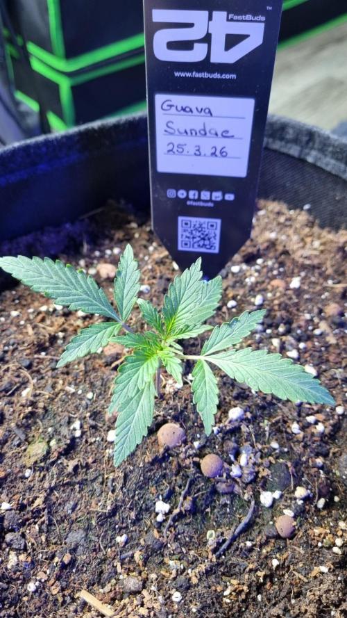 Guava Sundae Automatic. Week 2