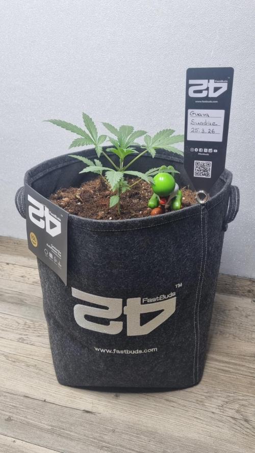 Guava Sundae Automatic. Week 3