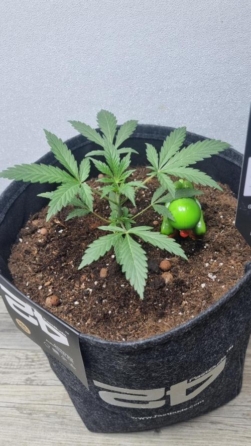 Guava Sundae Automatic. Week 3