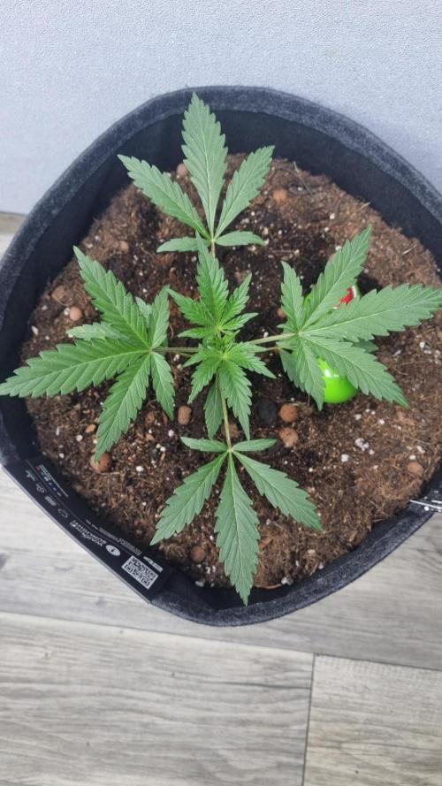 Guava Sundae Automatic. Week 3
