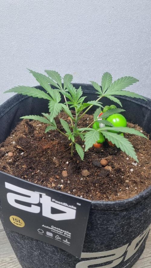 Guava Sundae Automatic. Week 3