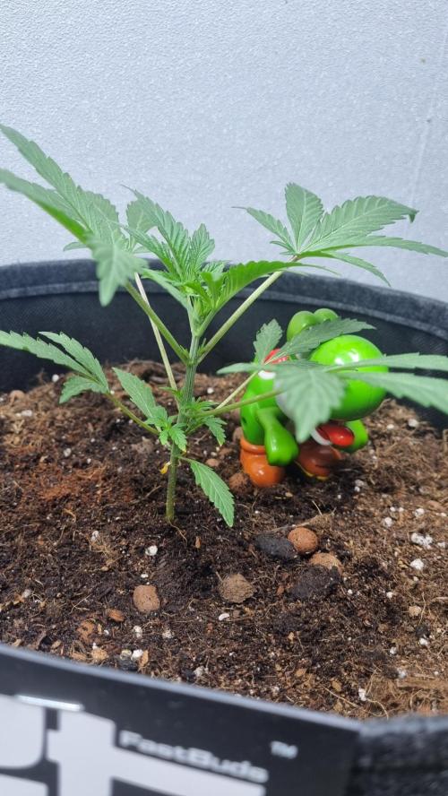 Guava Sundae Automatic. Week 3