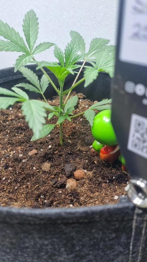 Guava Sundae Automatic. Week 3