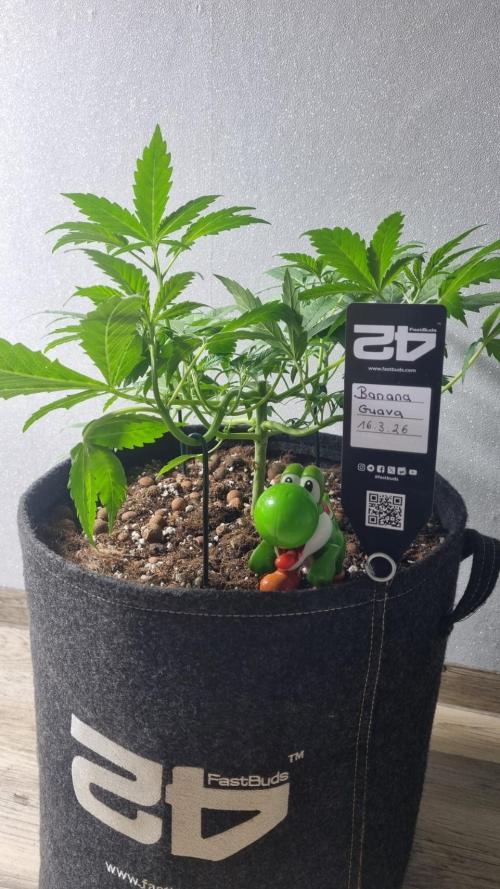 Banana Guava. Week 4