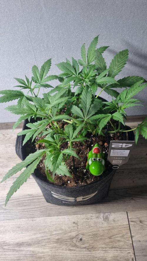 Banana Guava. Week 4