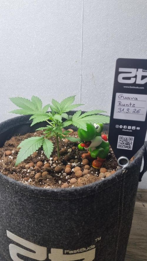 Guava Runtz Automatic. Week 3
