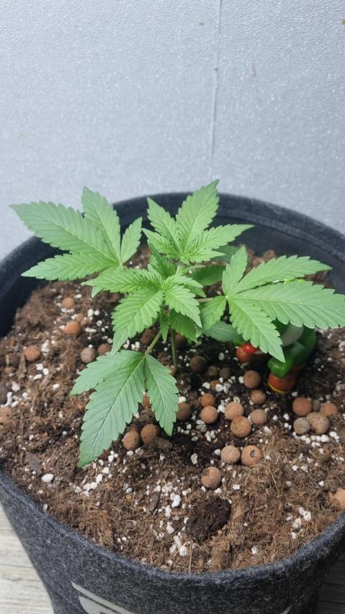 Guava Runtz Automatic. Week 3