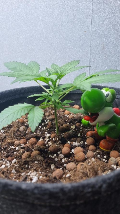Guava Runtz Automatic. Week 3